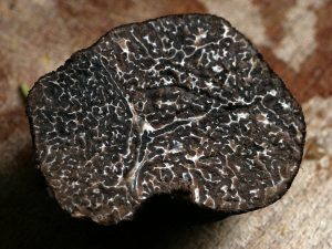 winter-truffle