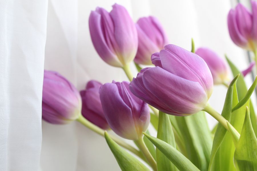 Violette Tulpen heißen den Frühling in deinen eigenen vier Wänden willkommen.