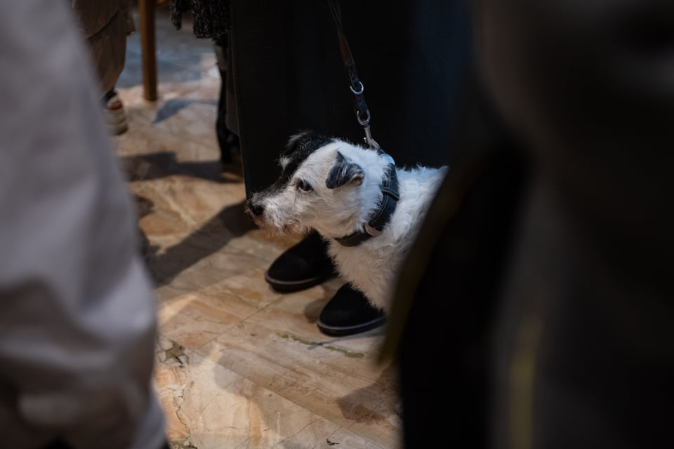 1 von 641 Hunden, die am Neubau wohnen © Fernanda Nigro